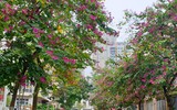 Ngỡ ngàng với con đường hoa ban đỏ trên quê lụa Hà Đông